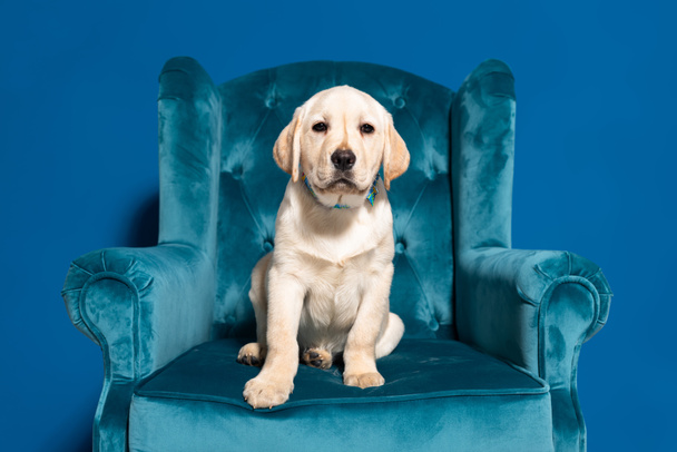cute golden retriever puppy in velour armchair on blue background - Fotoğraf, Görsel