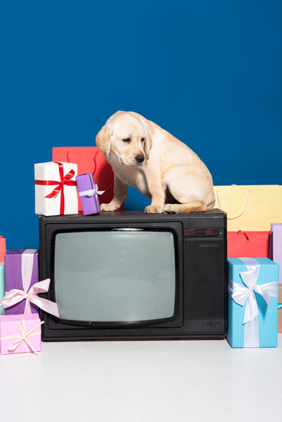 golden retriever puppy on vintage tv near gifts and purchases on blue background - Photo, Image