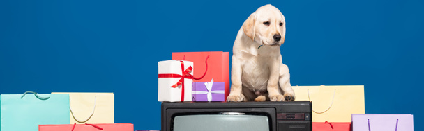 golden retriever puppy op vintage tv in de buurt van geschenken en aankopen op blauwe achtergrond, panoramisch schot - Foto, afbeelding