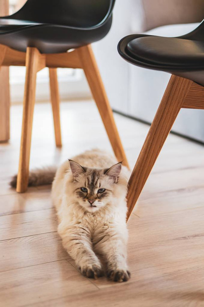 Vertical high angle shot of a cute cat lying under the chairs on the wooden floor - Photo, Image