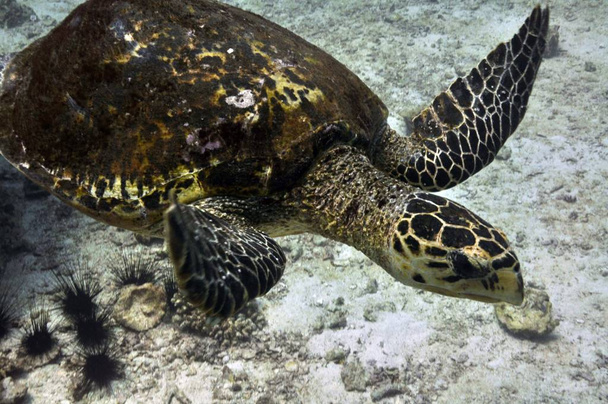 Hawksbill tengeri teknős (Eretmochelys imbricata) fényképezett Seychelle-szigeteken - Fotó, kép