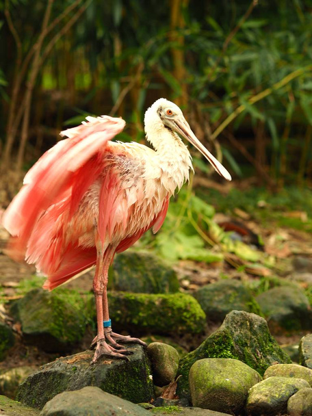 Vertical shot of a pink bird standing on the ground on a piece of stone - Foto, Imagem