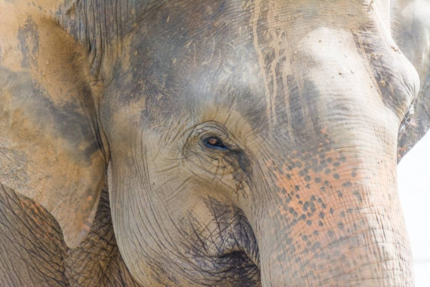 Closeup shot of an elephant at daytime - Foto, immagini