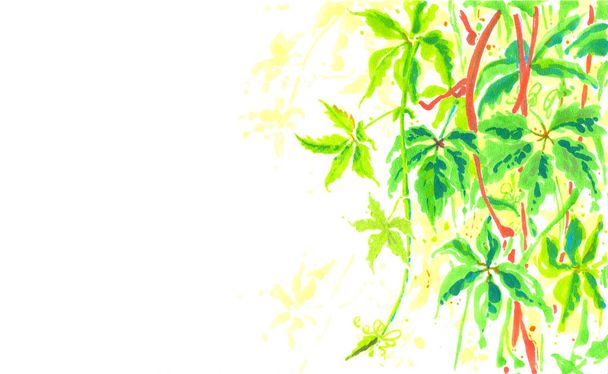Blätter Zweige dekorative Trauben Weinrebe grün Sommer Sonne hell Hintergrund Illustration Ort Text isoliert Einladung - Foto, Bild