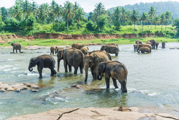 Beautiful shot of elephants walking in the water at daytime - Фото, изображение