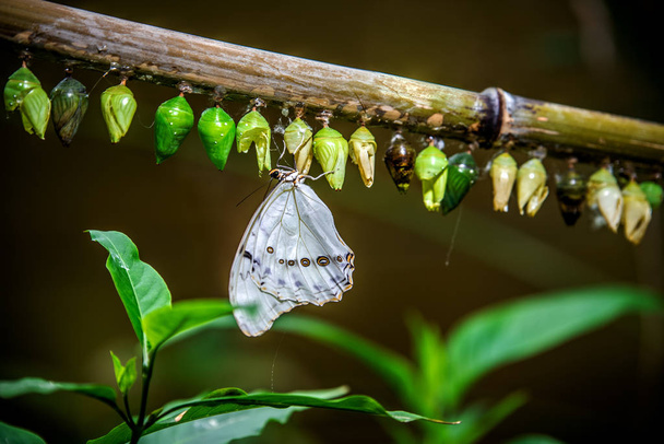 Метелик висів на гілці, де висить багато коконів гусениць. Відень. Австрія - Фото, зображення