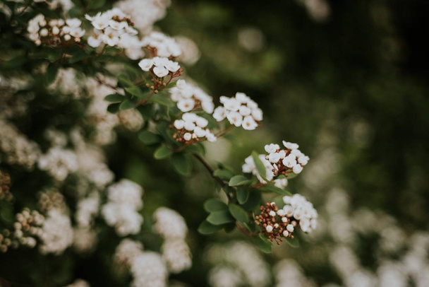 Selektive Fokusaufnahme kleiner weißer Blüten auf einem Strauch - Foto, Bild
