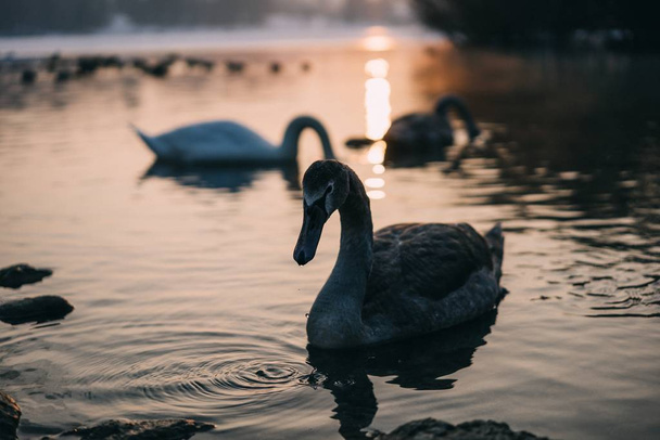 Closeup shot of a swan gracefully swimming on a lake creating beautiful ripples at sunset - Foto, imagen