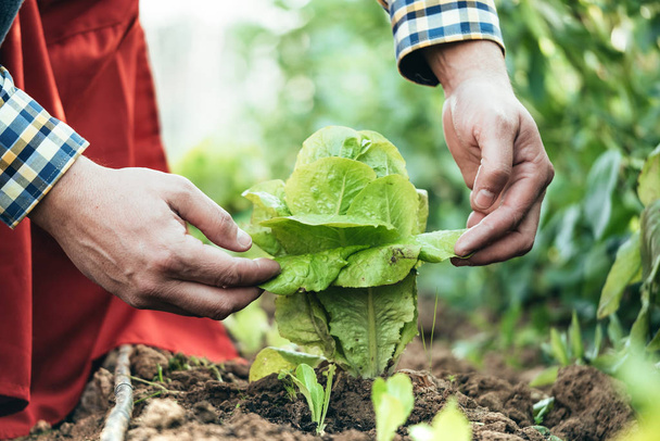 фермер вивчає салатну рослину в органічному сільському господарстві
 - Фото, зображення