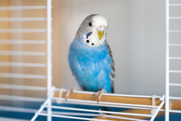 Portrait of a young, blue male budgerigar in a cage - Photo, Image
