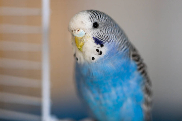 Портрет молодого синего попугайчика в клетке
 - Фото, изображение