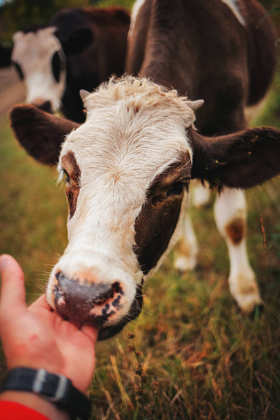The calf licks and caresses the human hand. The theme of animal husbandry and agriculture. - Φωτογραφία, εικόνα
