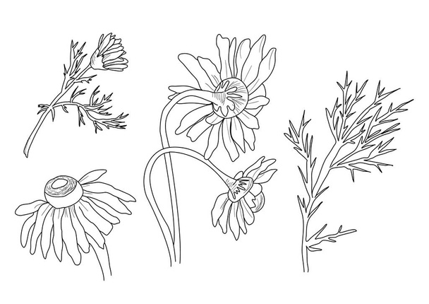 chamomile flowers vector set on white background - Vector, Image