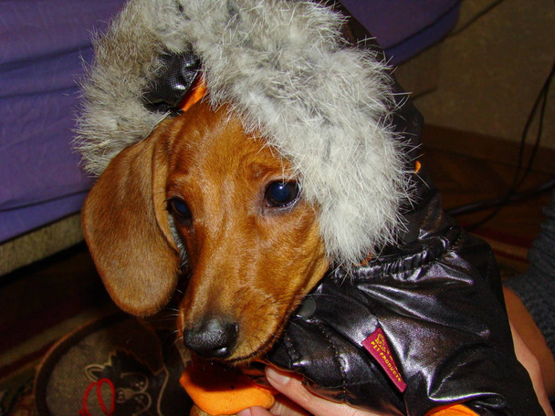 Dachshund puppy in winter clothes. - Photo, Image