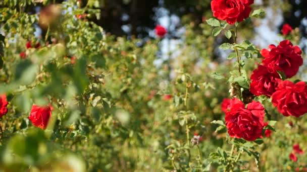 Αγγλικός κήπος με τριαντάφυλλα. Ροσάριο Floral φόντο. Τα τρυφερά λουλούδια ανθίζουν, η μέλισσα συλλέγει γύρη. Κοντινό πλάνο του κομπολόι κρεβάτι λουλούδι. Ανθοφόρος θάμνος, επιλεκτική εστίαση με έντομα και λεπτά πέταλα. - Πλάνα, βίντεο