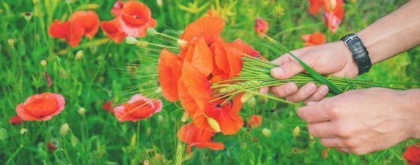 man collects a bouquet of wildflowers. Poppies selective focus. - Photo, Image