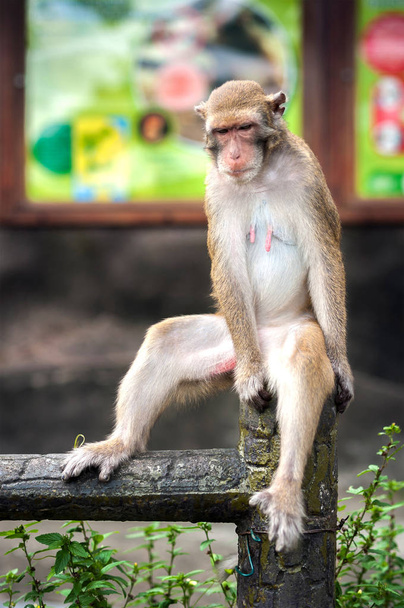 Дика мавпа сидить на паркані в Мавп Хілл (Гонконг). - Фото, зображення