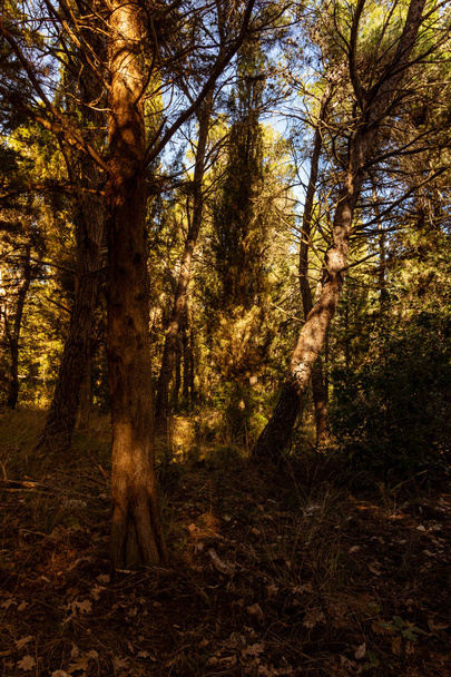 огни и тени в лесу
 - Фото, изображение