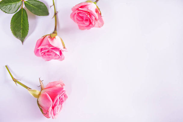 Three small pink roses on the white background. Top view. Copy space. - Foto, Imagem