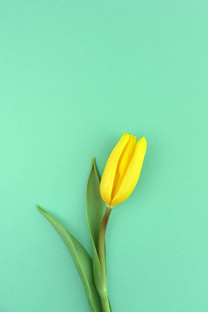 One yellow tulip on green background. Happy mothers day, women's day, wedding and valentines day. Greeting card with copy space - Zdjęcie, obraz