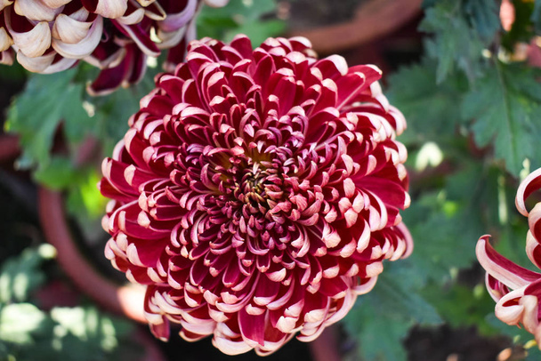 Vista close-up da cor vermelha Pompon Flor crisântemo em um jardim
 - Foto, Imagem