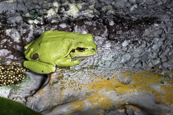 Hila arborea also called frog of San Anton - Photo, Image