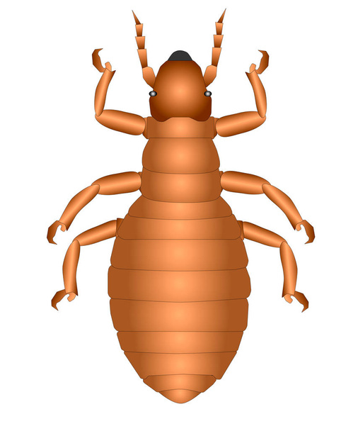 pulga marrón sobre un fondo blanco
 - Vector, imagen