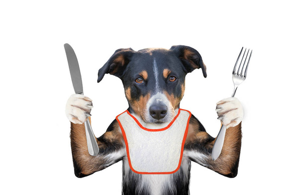 nälkäinen koira haluaa syödä ja pidellä veistä ja haarukkaa
 - Valokuva, kuva