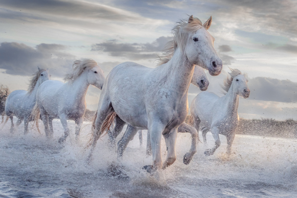 Cavalli bianchi in Camargue, Francia
. - Foto, immagini