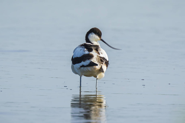 Close-up of a Pied Avocet, Recurvirostra avosetta, standing in t - Photo, Image