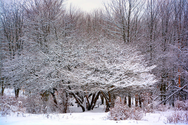 Karla kaplı ağaçlarla kaplı kış manzarası - Fotoğraf, Görsel
