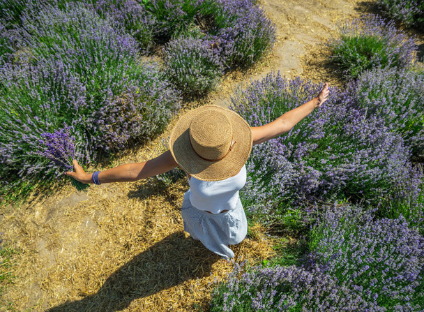 Woman walking in the flowering lavender field and gathering flow - Foto, Bild