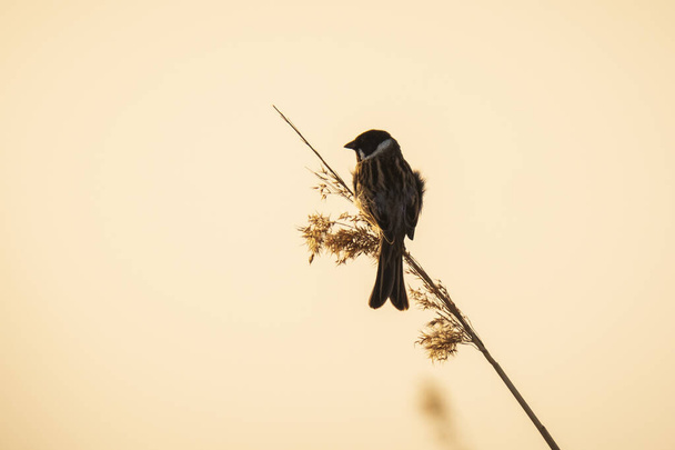 Singing bird in the reeds during sunset - Photo, Image