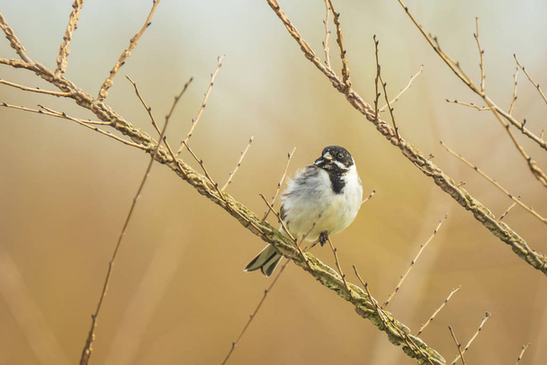 Singing reed bunting Emberiza schoeniclus bird - Photo, Image