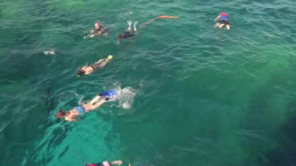 Snorkeling with masks and flippers in clear sea. - Footage, Video