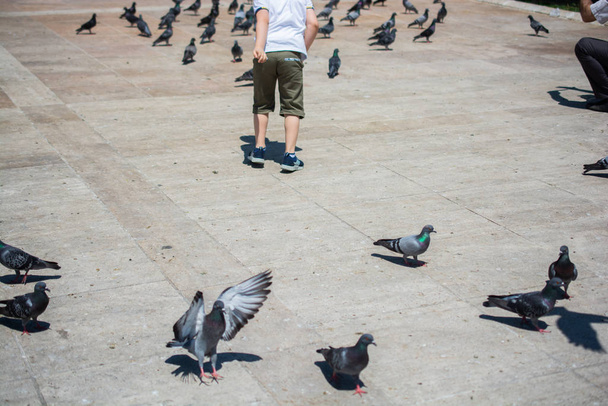 Kleines Kind inmitten lieblicher Taubenvögel beim Füttern in städtischer Umgebung - Foto, Bild