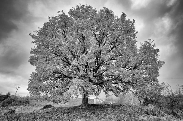 árvore magnífica
 - Foto, Imagem