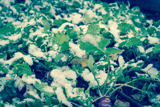 Immagine filtrata rutabaga pianta con radice viola e grandi foglie congelamento in inverno in Texas, USA
 - Foto, immagini
