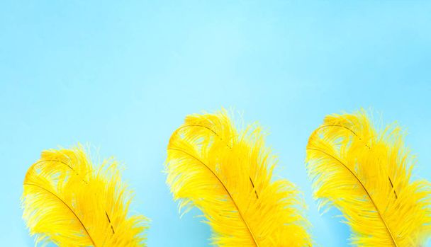 Желтое перо страуса на синем фоне. Домашний декор или украшение для фестиваля. Крупный план
 - Фото, изображение