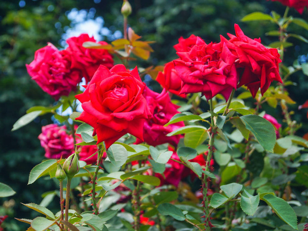 bush with red roses in the park in summer day - Фото, изображение