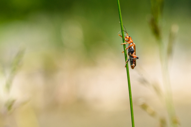 Macro of a red soldier beetle, Rhagonycha fulva, on a reed stem - Photo, Image