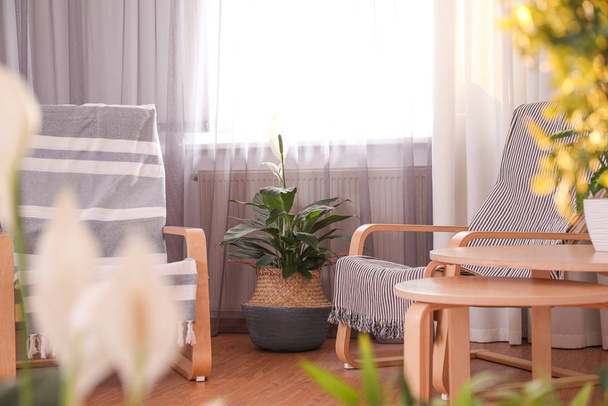 Beautiful potted plants in stylish room interior. Design elements - Zdjęcie, obraz