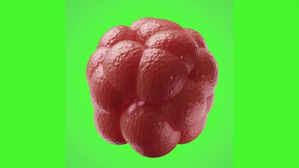 Mutatoituneen koronaviruksen solun animaatio vihreällä eristetyllä pohjalla. 3D-renderöinti 6k
.  - Materiaali, video