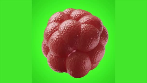 Mutatoituneen koronaviruksen solun animaatio vihreällä eristetyllä pohjalla. 3D-renderöinti 6k
.  - Materiaali, video