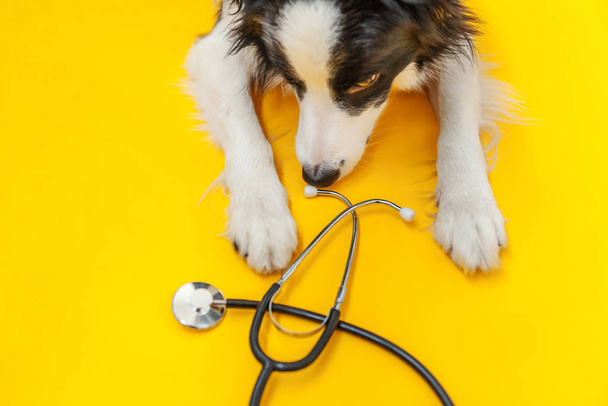 Welpen Hund Border Collie und Stethoskop isoliert auf gelbem Hintergrund. Kleiner Hund am Empfang beim Tierarzt in der Tierklinik. Gesundheitsfürsorge für Heimtiere und Tierkonzept - Foto, Bild