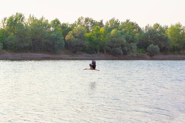 leylek nehir suyu üzerinde uçar - Fotoğraf, Görsel