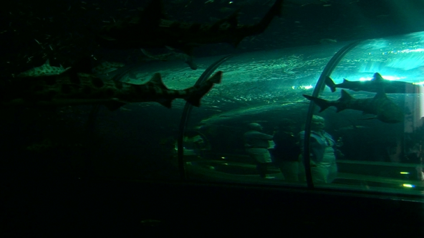 akvárium tunel - Záběry, video