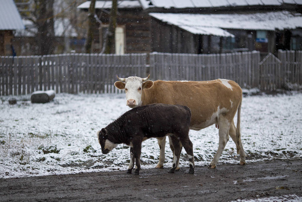 The village of Dersu in the Primorsky Territory, inhabited by the Old Believers. A domestic cow walks through an authentic village during a snowfall amid snow-covered fields and wooden houses. - Fotoğraf, Görsel