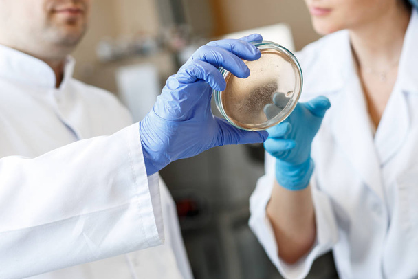 Laboratory assistants take bacterium analysis in a bacteriology  - 写真・画像