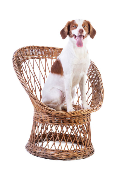 Brittany spaniel sitting on a wicker chair - Photo, Image